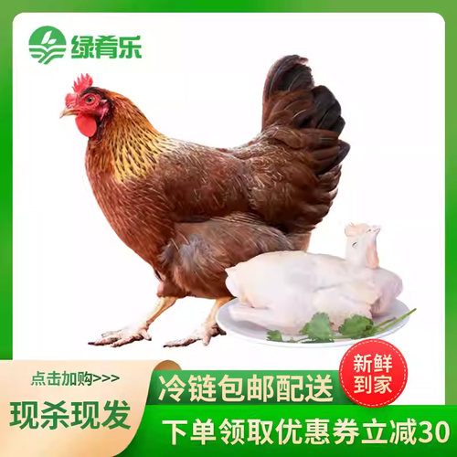 现杀正宗广东土鸡农家散养