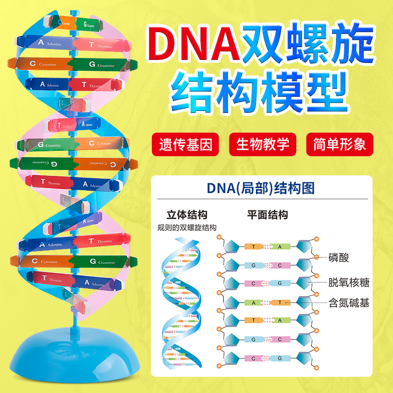 学生科技小制作DNA简易模型