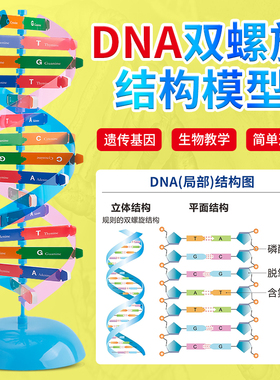 DNA分子双螺旋结构模型 初高中生物ACTG碱基对遗传基因 小学生手工DIY小制作 小学科学生命科学教学仪器器材