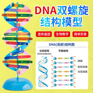 DNA分子双螺旋结构模型 初高中生物ACTG碱基对遗传基因 小学生手工DIY小制作 小学科学生命科学教学仪器器材