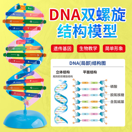 DNA分子双螺旋结构模型 初高中生物ACTG碱基对遗传基因 小学生手工DIY小制作 小学科学生命科学教学仪器器材 - 封面