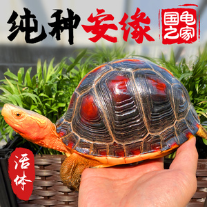 乌龟活物黄缘龟幼龟安缘龟苗闭壳龟陆地宠物乌龟金钱龟网红台缘龟