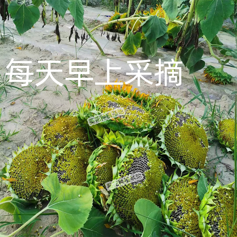 葵花盤瓜子帶盤葵瓜子葵盤發順豐