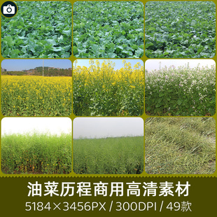 油菜苗开花结籽农作物种植商用300DPI原创摄影印刷设计图片素材库