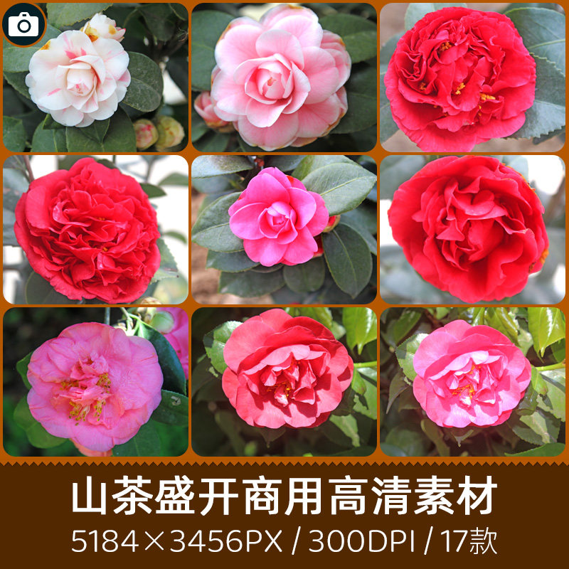山茶花开花朵花蕾商用300dpi高分辨率原创摄影印刷设计图片素材库