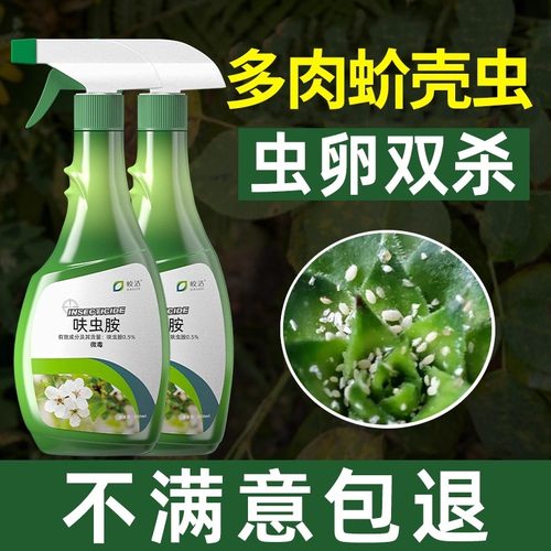 多肉蚧壳虫虫卵双杀不满意包退