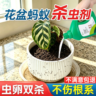 花盆土壤杀虫药蚂蚁盆栽去蚂蚁神器花卉绿植驱除蚂蚁药家用非无毒