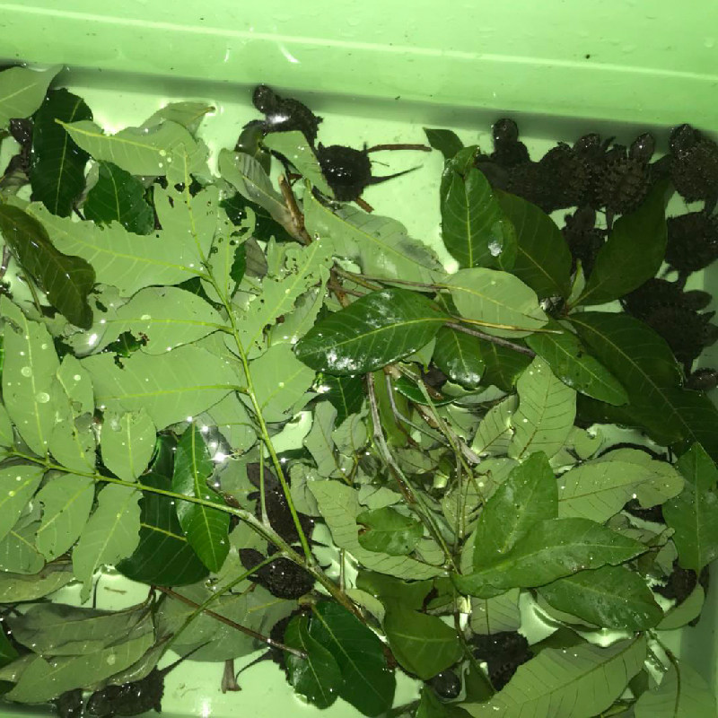 NOE水族 纯正龙眼叶养龟躲藏龟缸鳄龟预防腐皮腐甲干调节酸碱度