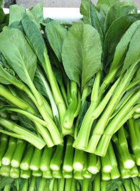 四九菜心种子阳台菜园春夏秋冬四季播种蔬菜种子广东青菜籽产量高