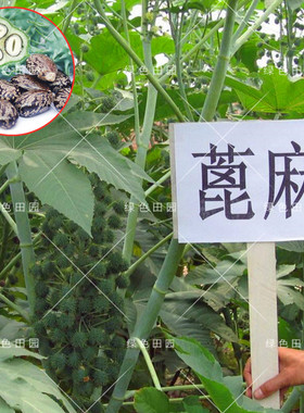 野生蓖麻子庭院大田春秋四季播蔬菜籽红大麻子中药材蓖麻种孑包邮