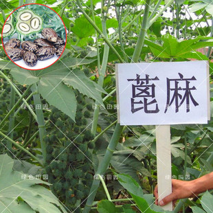 野生蓖麻子庭院大田春秋四季播蔬菜籽红大麻子中药材蓖麻种孑包邮