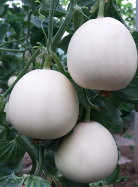 特大白沙蜜香瓜种子白玉甜瓜水果种籽农家菜园阳台春秋四季播高产