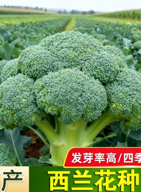 西兰花菜种子有机松花菜种籽花椰菜高产绿色花菜种孑春秋四季蔬菜