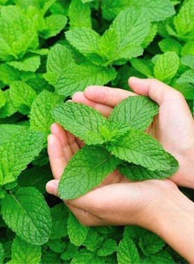 薄荷种子家庭阳台室外夏秋四季播香水柠檬薄荷可食用驱蚊薄荷种孑