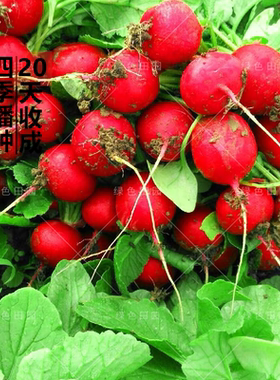 早熟桃萝卜种子大全脆甜水果型春秋四季播孑阳台盆栽蔬菜种植籽
