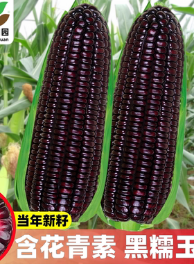 黑甜糯168玉米种子鲜食黑糯玉米种籽斯达糯44种孑黏玉米非转基因