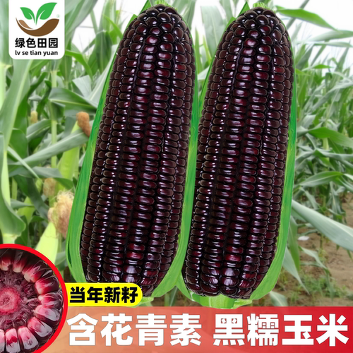 黑甜糯水果玉米种子春夏秋播种