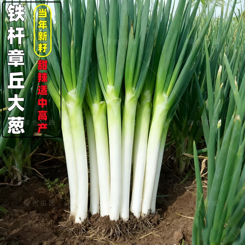 正宗山东铁杆章丘大葱种子高产