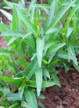 竹叶空心菜种子种籽苗四季播阳台菜园柳叶蔬菜菜籽水养孑籽种青菜