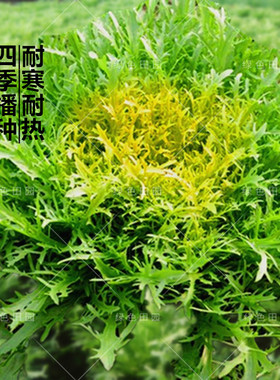 黄心苦苣种子农家阳台菜园盆栽春秋冬四季播蔬菜孑苦菊籽耐寒高产