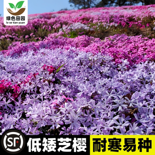 耐寒低矮芝樱花种子四季播易种植