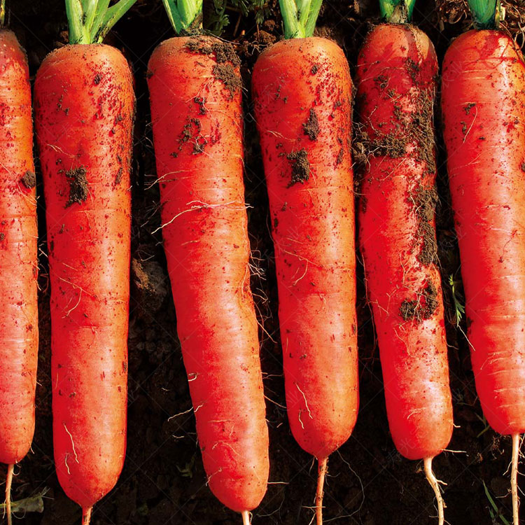 大韩红秀胡萝卜种子 菜农菜园大田蔬菜水果胡萝卜籽 基地播种高产