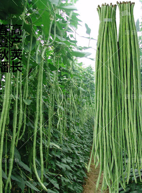 摘不败高产豇豆种子特长芸豆豆角种籽农家菜园春夏秋四季播蔬菜孑