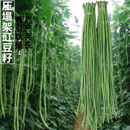 摘不败高产豇豆种子特长芸豆豆角种籽农家菜园春夏秋四季播蔬菜孑