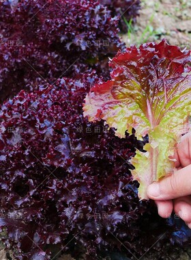 四季生菜种子营养丰富紫叶生菜种籽阳台盆栽可食用可观赏蔬菜种子