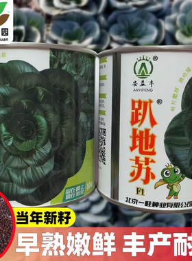 趴地苏矮棵黑叶青梗菜种子抗病耐寒油亮苏州青菜种籽南北方秋冬播