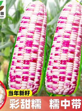 彩甜糯6号花甜糯玉米种子糯黏玉米种籽大全彩糯香高产水果孑糯米