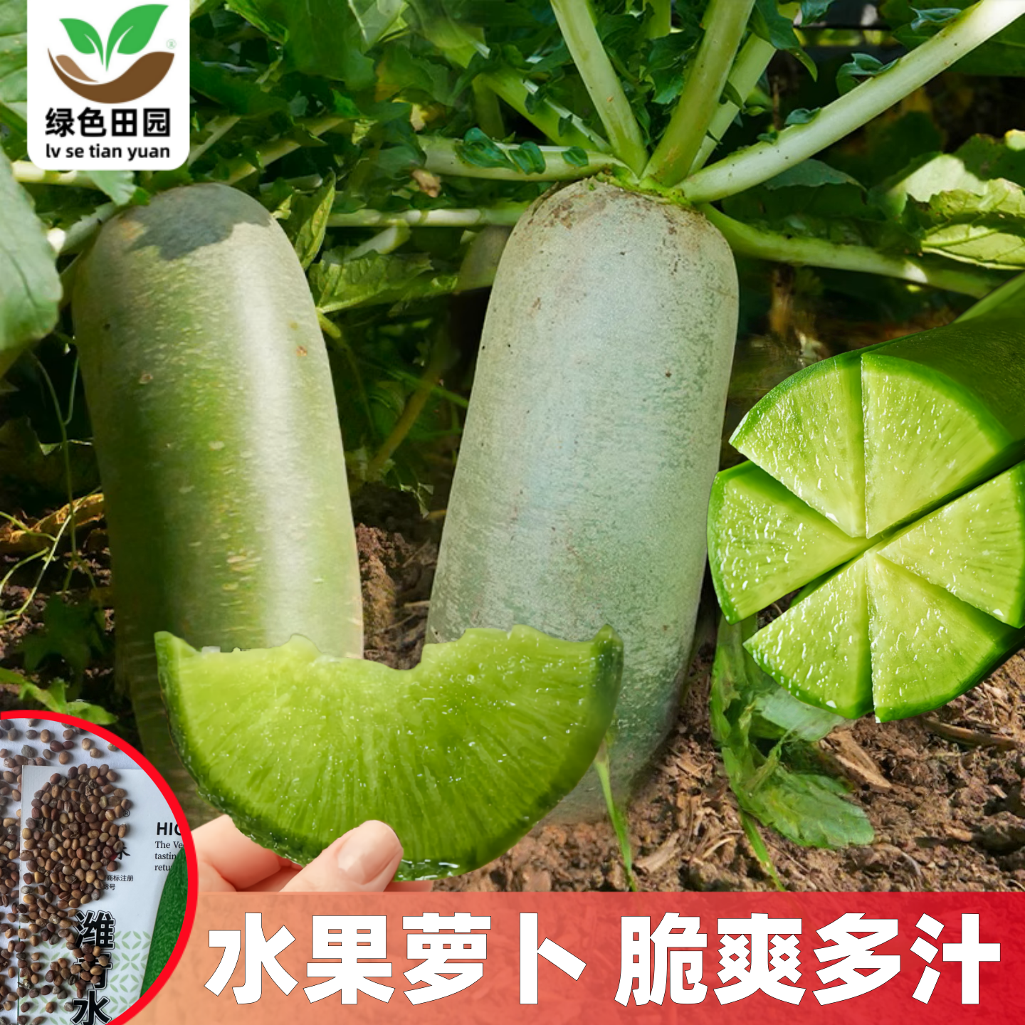 天津沙窝水果萝卜种子甜脆型萝卜