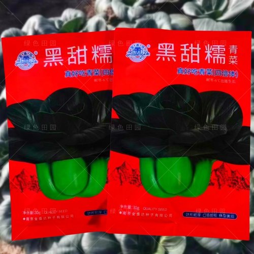 赣科黑大头矮脚苏州青四季播青菜