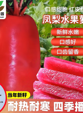 紫美人凤梨水果萝卜种子红心籽种甜脆型大全种籽孑子红皮风梨罗卜