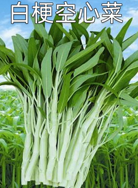 白梗柳叶空心菜种子白骨泰国大叶小叶蕹菜竹叶水生蔬菜籽四季播孑