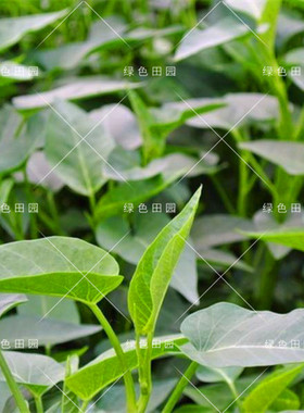 大叶空心菜种子春秋四季播台湾竹叶空心菜孑蔬菜籽盆栽田园柳叶菜