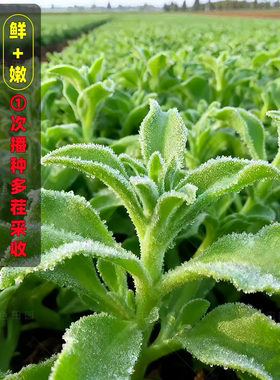 非洲冰草水晶冰菜种子种籽苗秧蔬菜南方种四季菜苗籽种秧苗孑菜籽