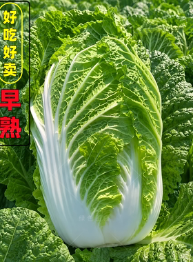 正宗胶州白菜小义和秋大白菜种子秋季好吃耐储藏大田基地高产种籽