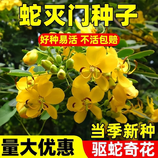 蛇灭门种子孑望江南野决明籽驱蛇虫草花种籽庭院阳台盆栽四季花卉