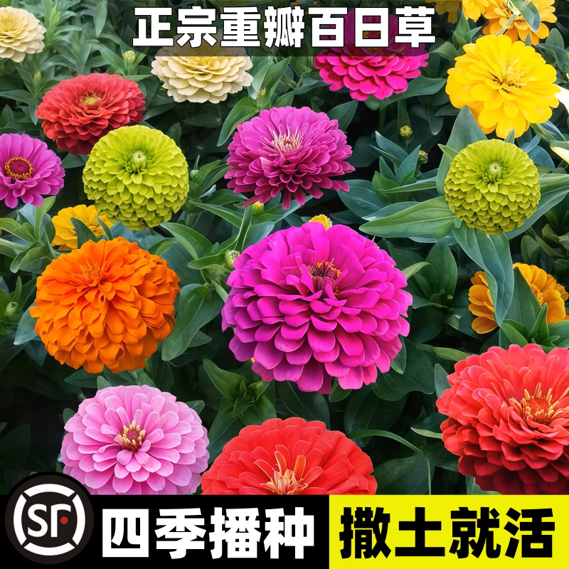 百日草花卉种子四季播种观花百日图片