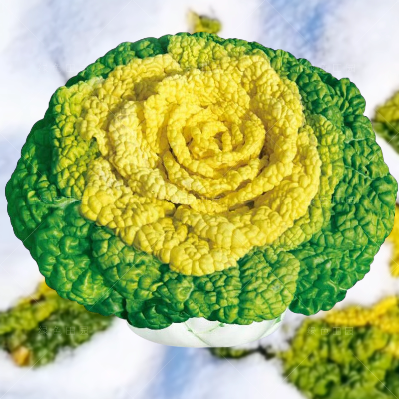 黄心乌菜种种子种籽乌塌菜雪里金花青菜蔬菜孑白菜黑菜乌塔菜菜籽 - 实物图