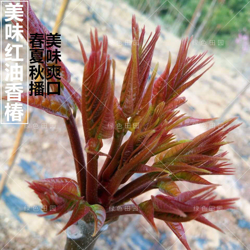 香椿树盆栽室内价格 香椿树盆栽室内图片 星期三