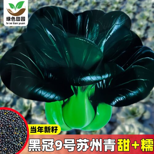 黑冠9号青梗菜种子赛黑妹苏州青