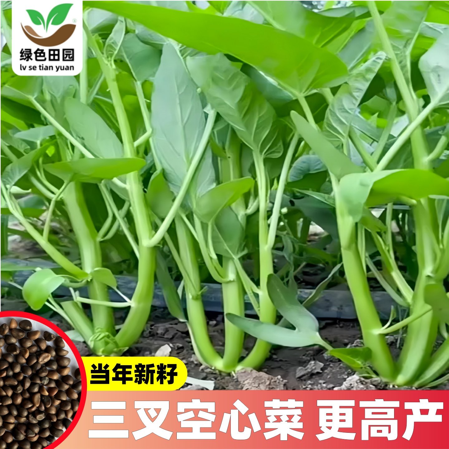 超级三叉菜空心菜种子种籽苗四季菜苗带根种植菜种蔬菜菜籽子孑水