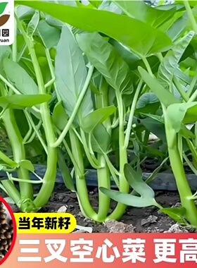 超级三叉菜空心菜种子种籽苗四季菜苗带根种植菜种蔬菜菜籽子孑水