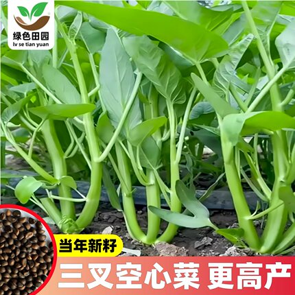 超级三叉菜空心菜种子种籽苗四季菜苗带根种植菜种蔬菜菜籽子孑水