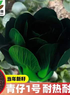 墨小宝黑叶青梗菜宁夏矮脚苏州青菜种籽上海青菜种子耐寒秋太湖菜