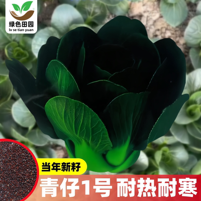 墨小宝黑叶青梗菜耐寒蔬菜种子