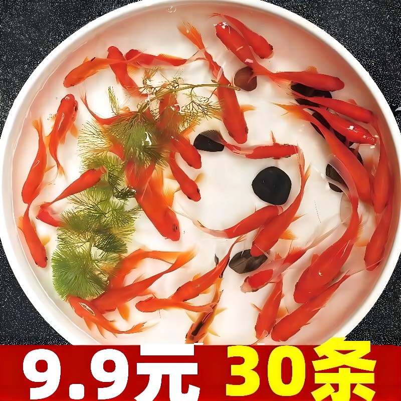 草金鱼活鱼锦鲤鱼活冷水观赏鱼苗