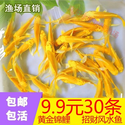 黄金鲤锦鲤蝴蝶鲤观赏鱼金鱼活鱼